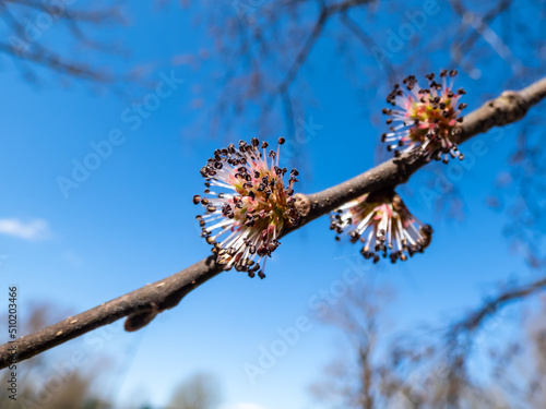 Close-up shot of flowers of the tree - the Wych elm or Scots elm (Ulmus glabra) growing in a park in sunlight. Flowers in clusters appear before leaves in early spring