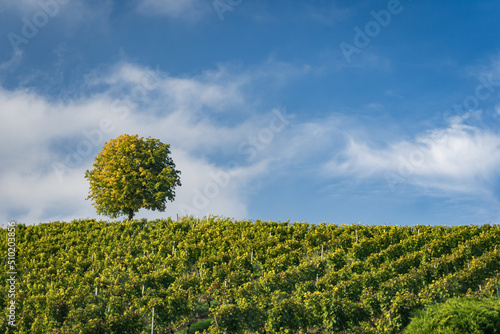Vineyards with blue sky and clouds photo