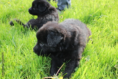  very beautiful and very cute German Shepherd puppy