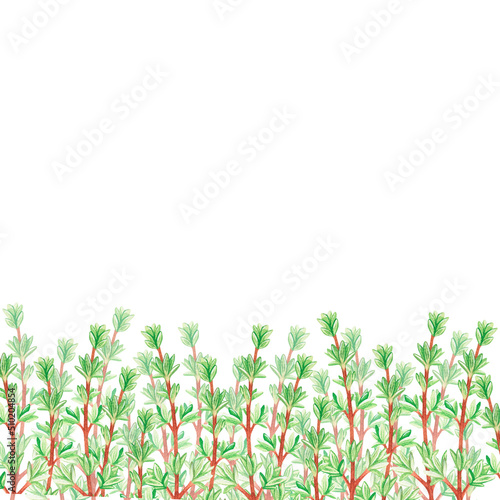 Thyme banner. Watercolor illustration. Isolated on a white background. For your design.