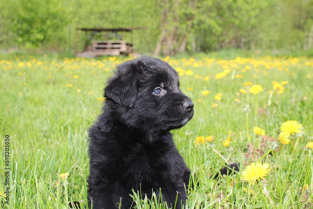 Fototapeta premium very beautiful and very cute German Shepherd puppy