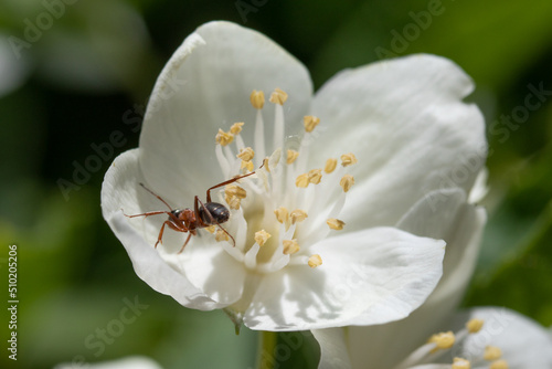 Close-up of an ant on a white tree flower.