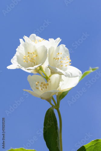 White flowers of an apple tree close-up against the blue sky.