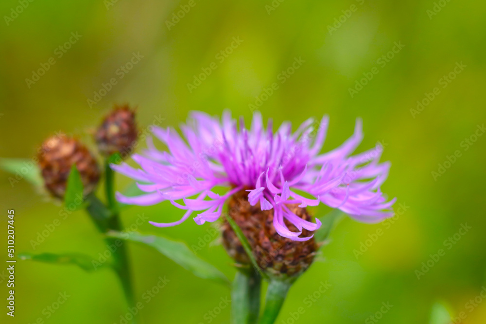 Soft focus, flowering cornflower in the meadow in the summer. Soft focus, flowering cornflower in the meadow in the summer.