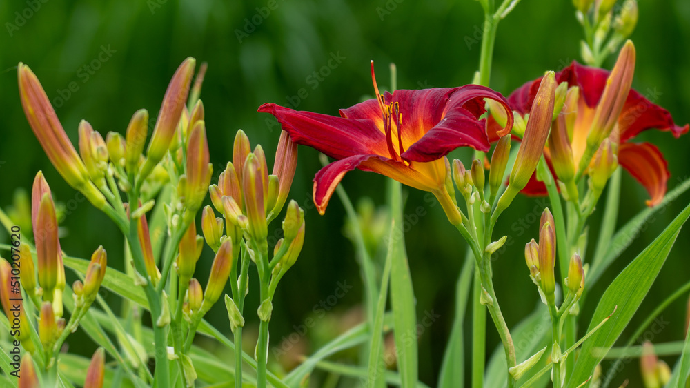 Obraz premium リンゴみたいな色のユリ