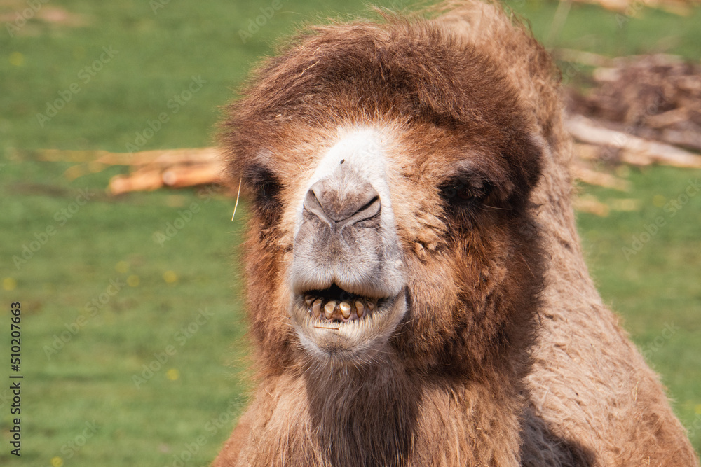 Obraz premium Bactrian camel. Bactrian camels live not in shifting Sahara sands but in Central and East Asia's rocky deserts. Temperatures in these locales can become searingly hot—over 100°F in summer. Yet they ca