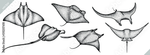 black and white engrave isolated stingray vector set illustration