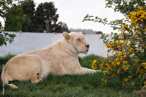 Transvaal Lion.  FUN FACT: The rare white lion comes from the Transvaal subspecies. These lions originate from a recessive genetic colour mutation that leads to leucism. Though the mutation is to the  photo