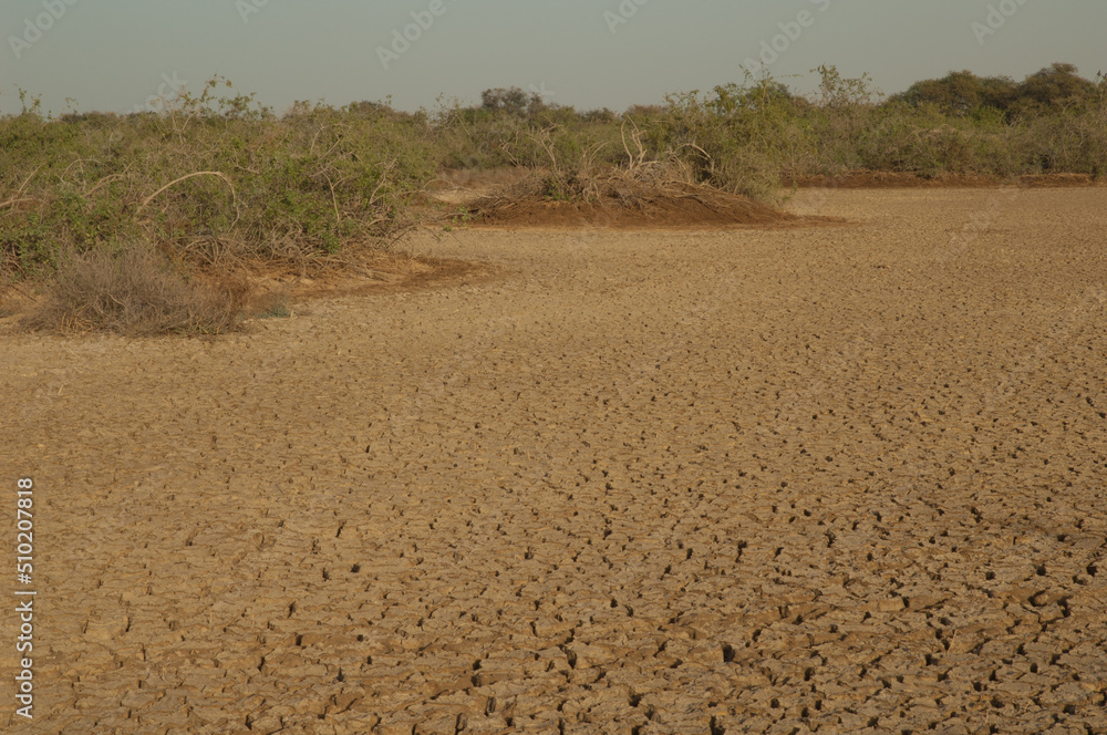 Dry lagoon and scrubland in the Oiseaux du Djoudj National Park. Saint-Louis. Senegal. Dry lagoon and scrubland in the Oiseaux du Djoudj National Park. Saint-Louis. Senegal.