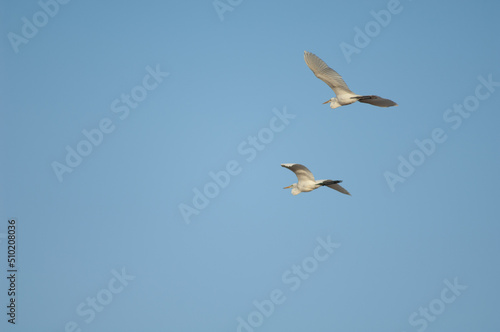 Great egrets Ardea alba melanorhynchos in flight. Oiseaux du Djoudj National Park. Saint-Louis. Senegal.