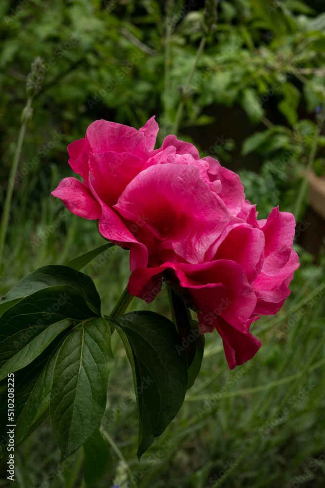Pink peony in the green garden