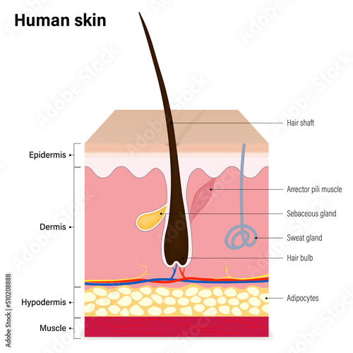 Human skin layer. Epidermis, Dermis, Hypodermis and muscle. Hair, Sebaceous gland and Sweat gland. Media for educational and medical use.