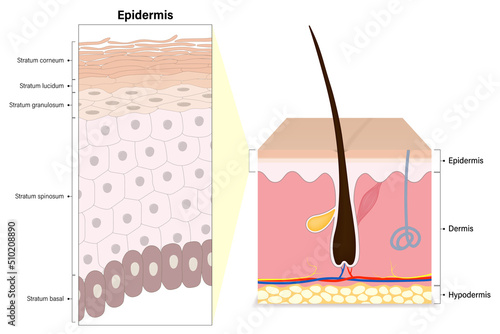 Epidermis layers of human skin cross section vector. Structure of the human skin. Stratum corneum, lucidum, granulosum, spinosum and basal. Media for educational and medical use. photo