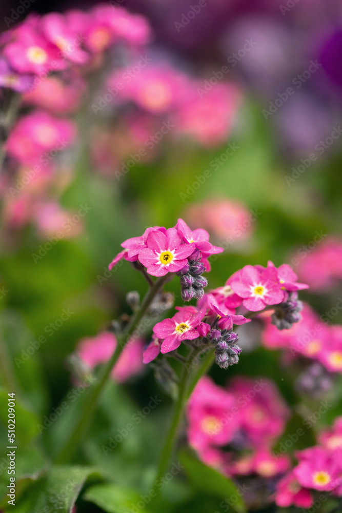 Blossoms of a pink forget-me-not cultivar (Genus Mysotis). Blossoms of a pink forget-me-not cultivar (Genus Mysotis).