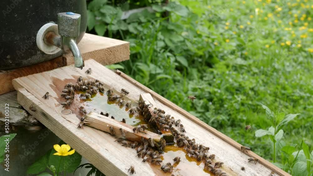 Bees drink water from a drinking bowl in an apiary. Care and work with bees. Making honey. Apiculture.