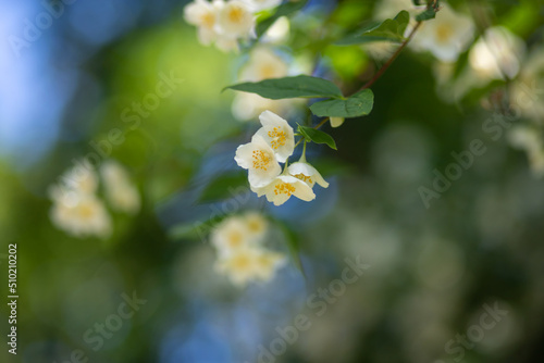 Close up of jasmine flowers in a garden.