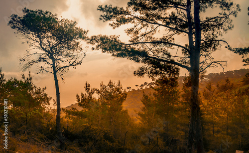 Silhouette of pine trees. At sunrise in Carmel