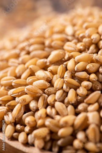 close up of wheat seeds in a plate background
