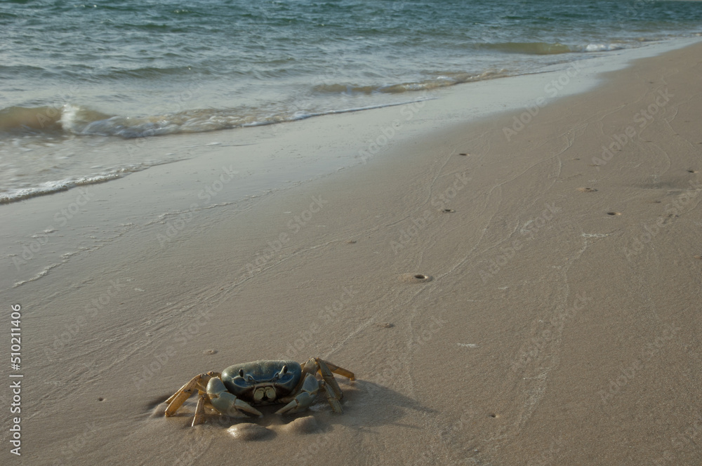 Crab in the Senegal River. Langue de Barbarie National Park. Saint-Louis. Senegal. Crab in the Senegal River. Langue de Barbarie National Park. Saint-Louis. Senegal.