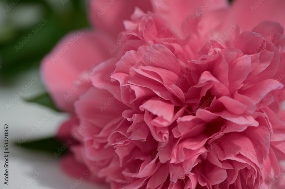 Peony flower of pink color bloom full Peony flower of pink color bloom full