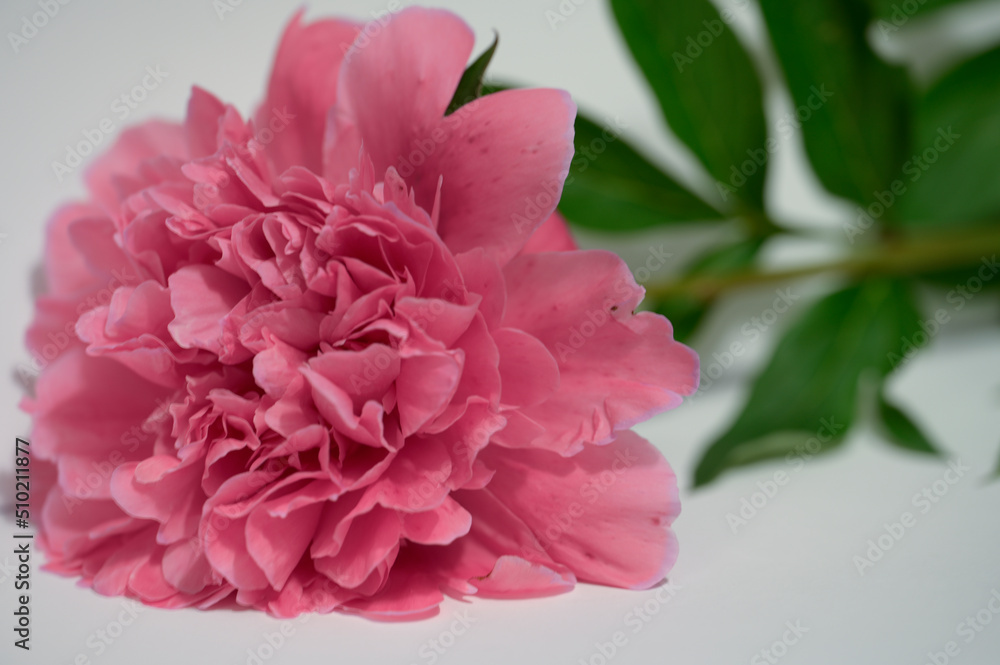 Peony flower of pink color bloom full Peony flower of pink color bloom full