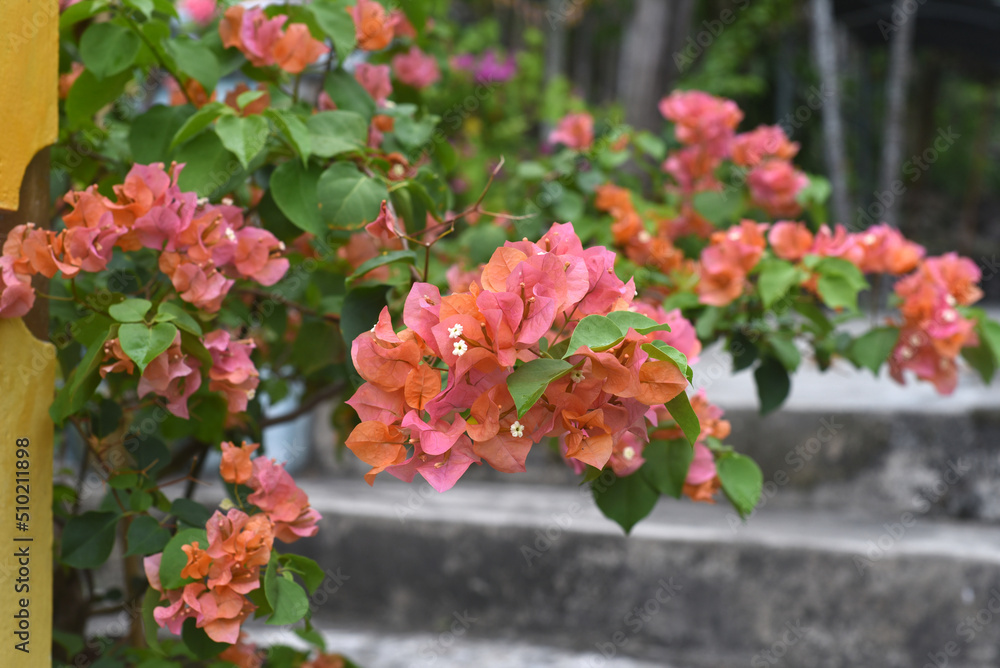 Growing pink and orange Bougainvillea flowers in Nha Trang Vietnam