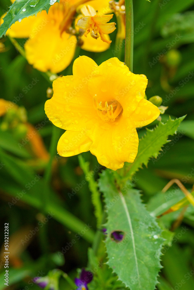 百合の花 百合の花