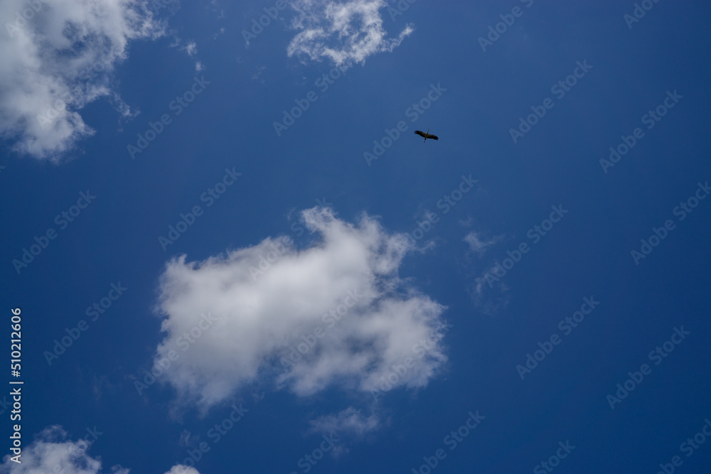 a stork flies in nice weather in the blue sky