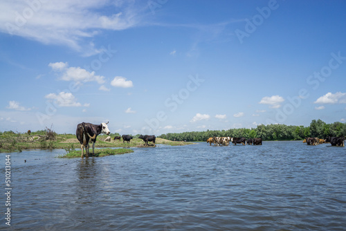 Wallpaper Mural Dniester. Ivano-Frankivsk region June 20, 2019; Cows stand neck in water. A tourist is floating on a canoe. Torontodigital.ca