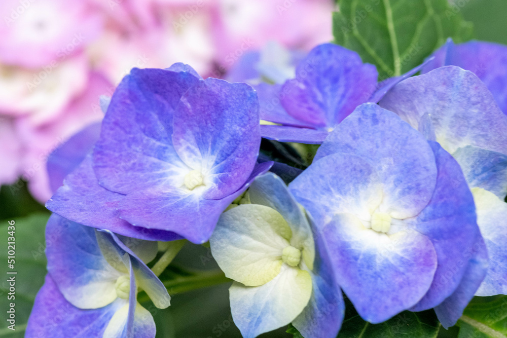 初夏に咲く満開の紫陽花 初夏に咲く満開の紫陽花