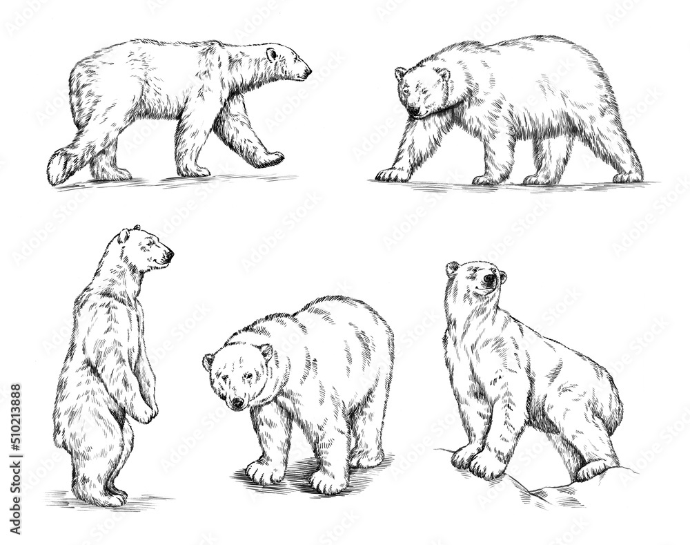 black and white engrave ink draw isolated polar bear Stock Illustration ...