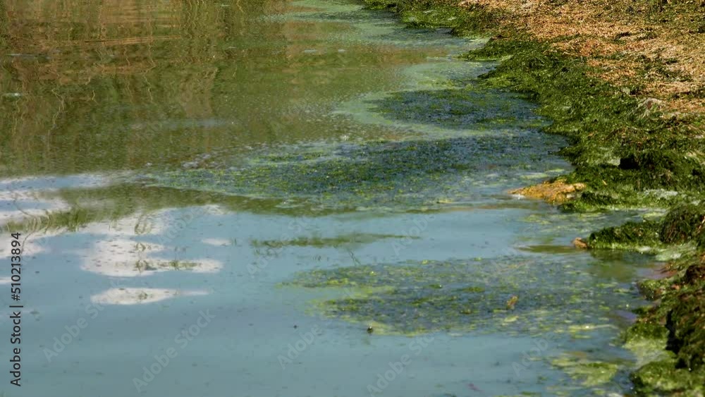Harmful algal bloom (Microcystis aeruginosa) and Enteromorpha in the Khadzhibeyskyi Liman, Ukraine. Harmful algal bloom (Microcystis aeruginosa) and Enteromorpha in the Khadzhibeyskyi Liman, Ukraine.