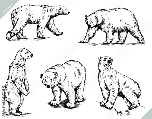 black and white engrave ink draw isolated vector polar bear