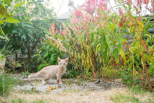 kitten in the grass © heru