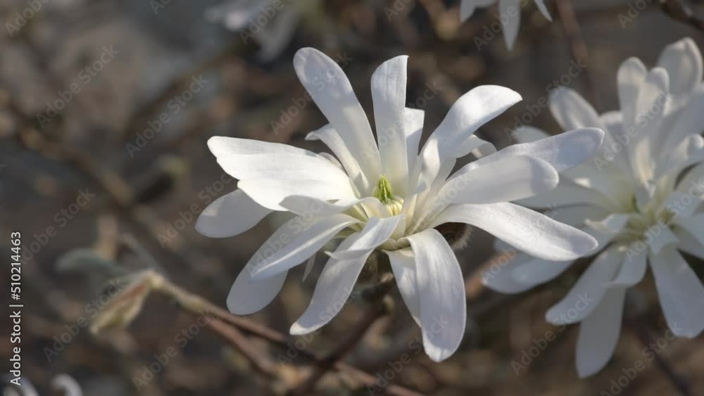 Magnolia Stellata a winter spring white flower shrub or small tree commonly known as star magnolia, stock video footage clip Magnolia Stellata a winter spring white flower shrub or small tree commonly known as star magnolia, stock video footage clip