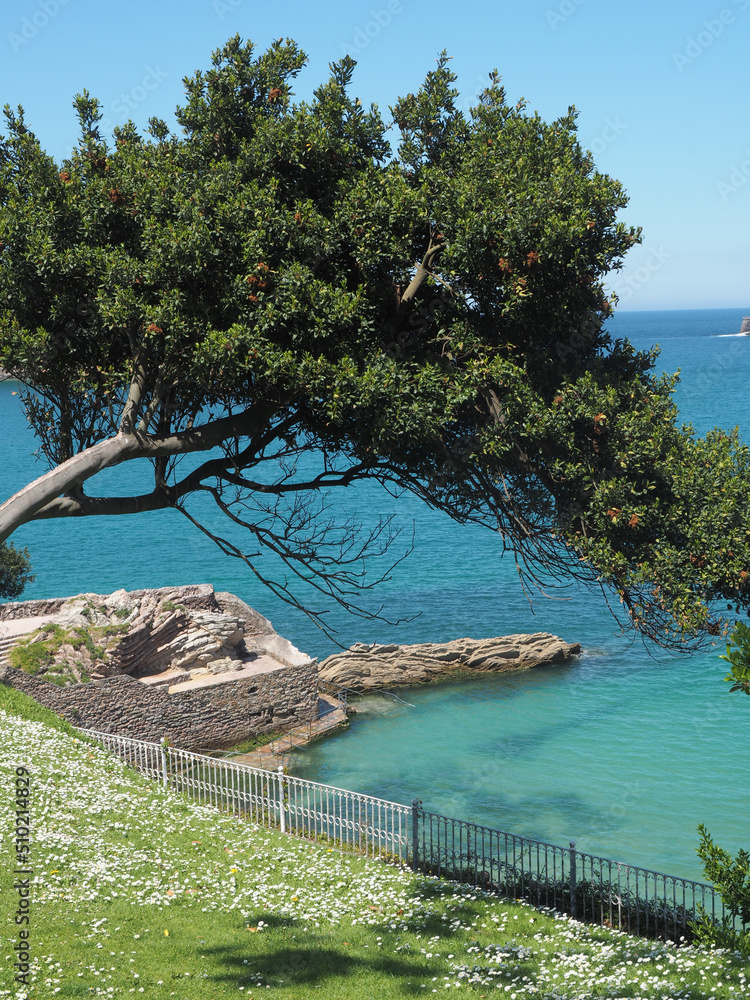 Obraz premium árbol sobre mar