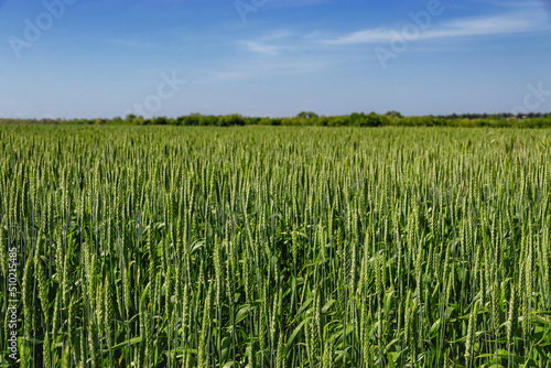 A field with growing green wheat sprouts. Summer landscape on a sunny day against a blue cloudy sky. Rural landscape. Green wheat in the field.