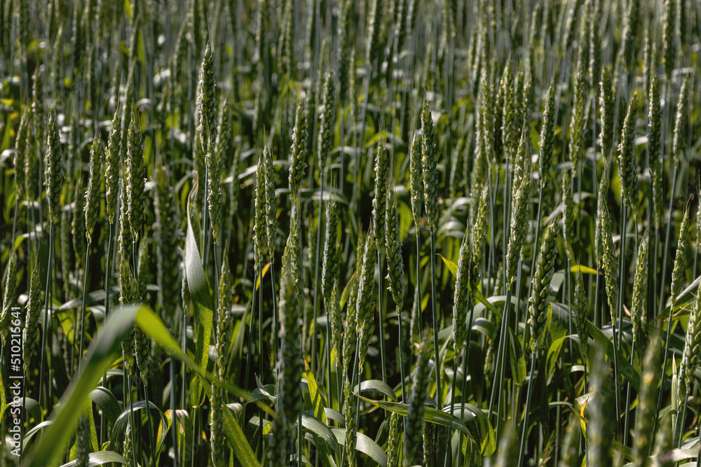 Green wheat close-up. A close-up view of cereal fields in summer on a green wheat field. Beautiful wheat field with green ears close-up. Ears of wheat on a sunny day. Selective focus. 