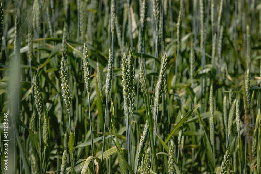 A close-up view of cereal fields in summer on a green wheat field. Beautiful wheat field with green ears close-up. Green wheat close-up. Ears of wheat on a sunny day. Selective focus. A close-up view of cereal fields in summer on a green wheat field. Beautiful wheat field with green ears close-up. Green wheat close-up. Ears of wheat on a sunny day. Selective focus.
