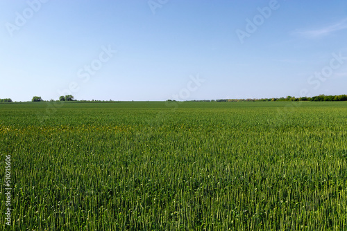 Summer landscape on a sunny day against a blue cloudy sky. A field with growing green wheat sprouts. Green wheat in the field. Rural landscape.