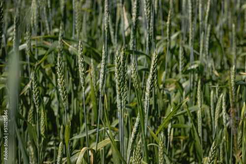 A close-up view of cereal fields in summer on a green wheat field. Beautiful wheat field with green ears close-up. Green wheat close-up. Ears of wheat on a sunny day. Selective focus.