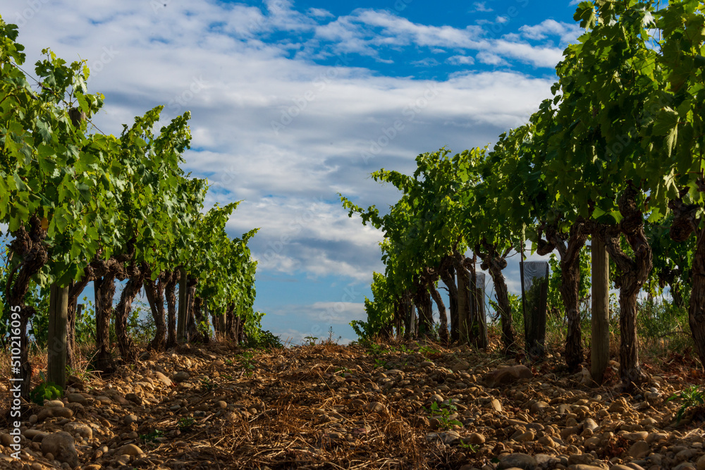 vineyards at chateauneuf du pape against a blue sky ,provence France. vineyards at chateauneuf du pape against a blue sky ,provence France.