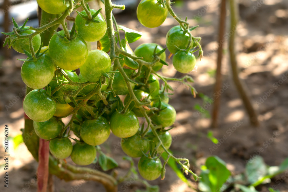 Little cherry tomatoes on branches on bush in vegetable bed. Cultivation and increasing harvest of organic eco vegetables. Little cherry tomatoes on branches on bush in vegetable bed. Cultivation and increasing harvest of organic eco vegetables.