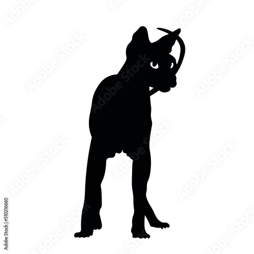 Silhouette of funny Sphynx cat on white background