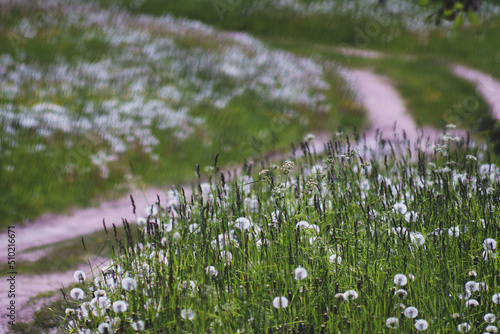 Country road lost in fields full of fluffy dandelions with nostalgic childhood summer mood