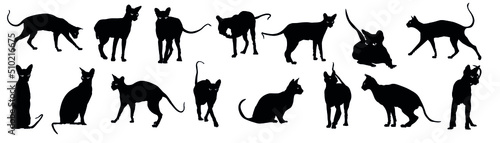 Foto Silhouettes of many Sphynx cats on white background