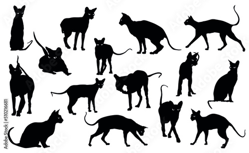 Silhouettes of many Sphynx cats on white background