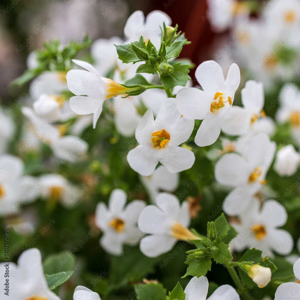 Foto de Ornamental bacopa flowers Latin name Chaenostoma cordatum