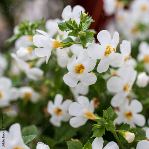 Ornamental bacopa flowers - Latin name - Chaenostoma cordatum. Bacopa monnieri, herb Bacopa is a medicinal herb used in Ayurveda, also known as Brahmi, a herbal memory photo