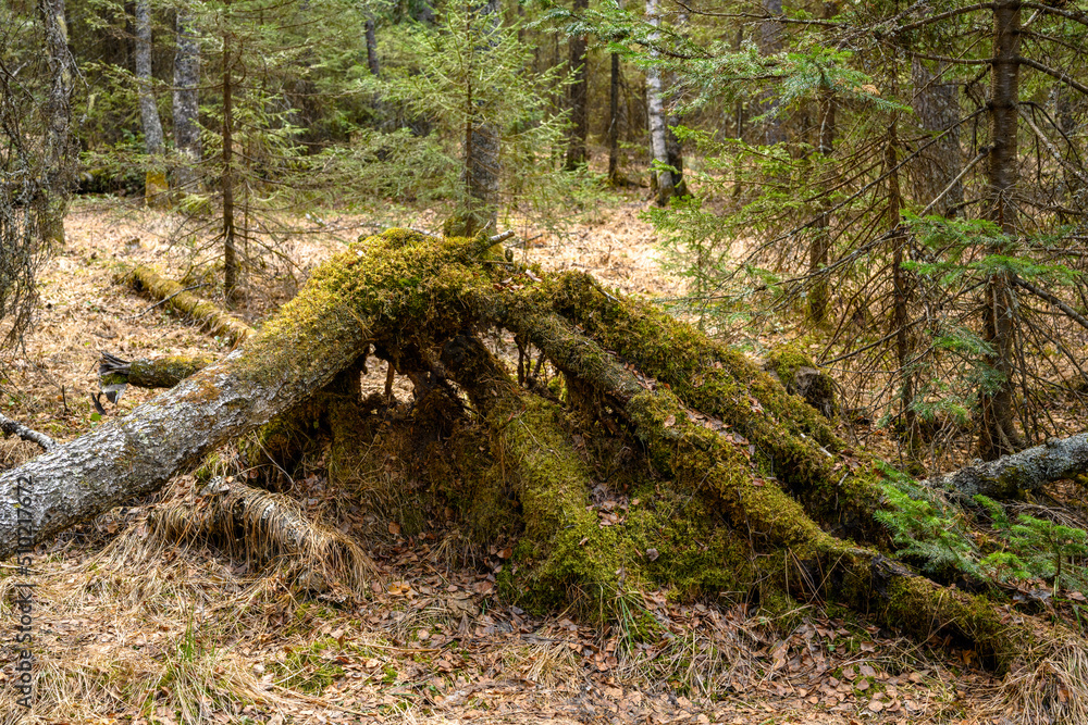 South Ural stump with a unique landscape, vegetation and diversity of nature.